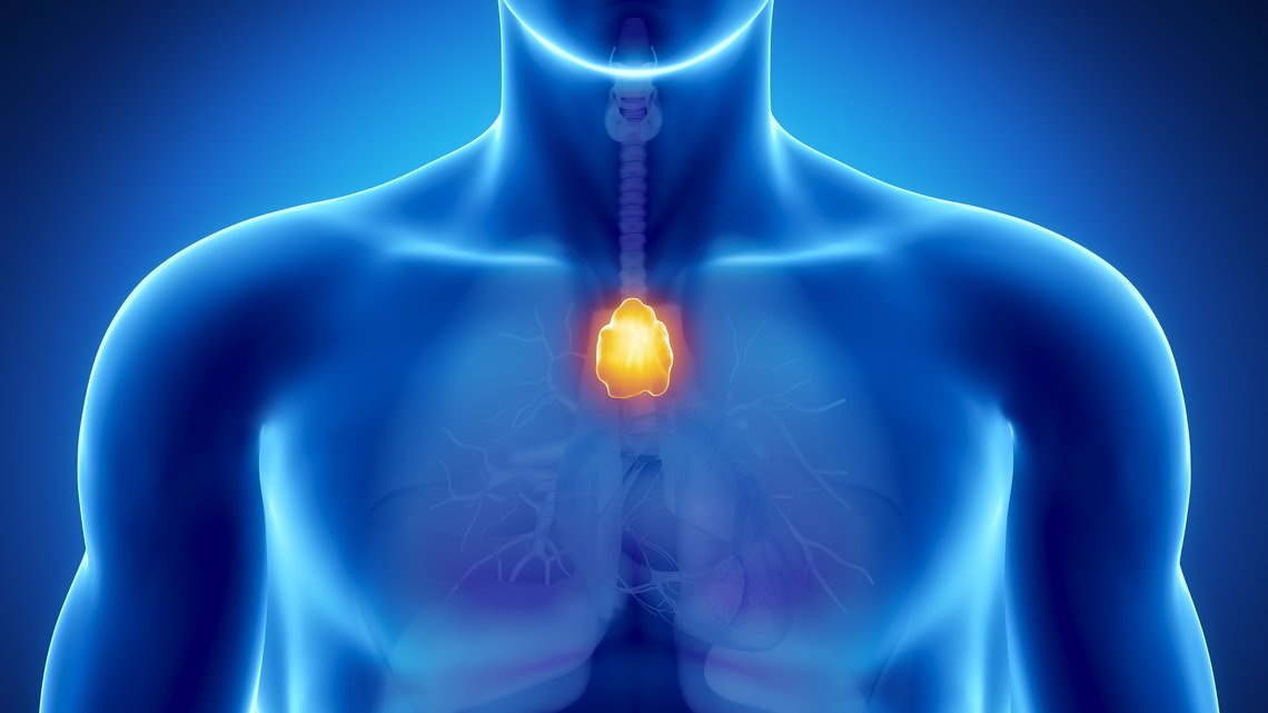 Thymus