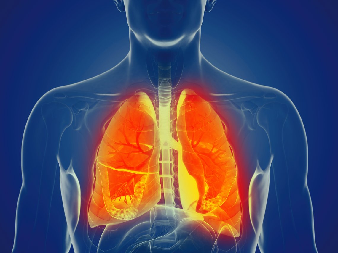 3D Illustration der Lungen
